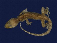 藏品(鉛山壁虎)的圖片